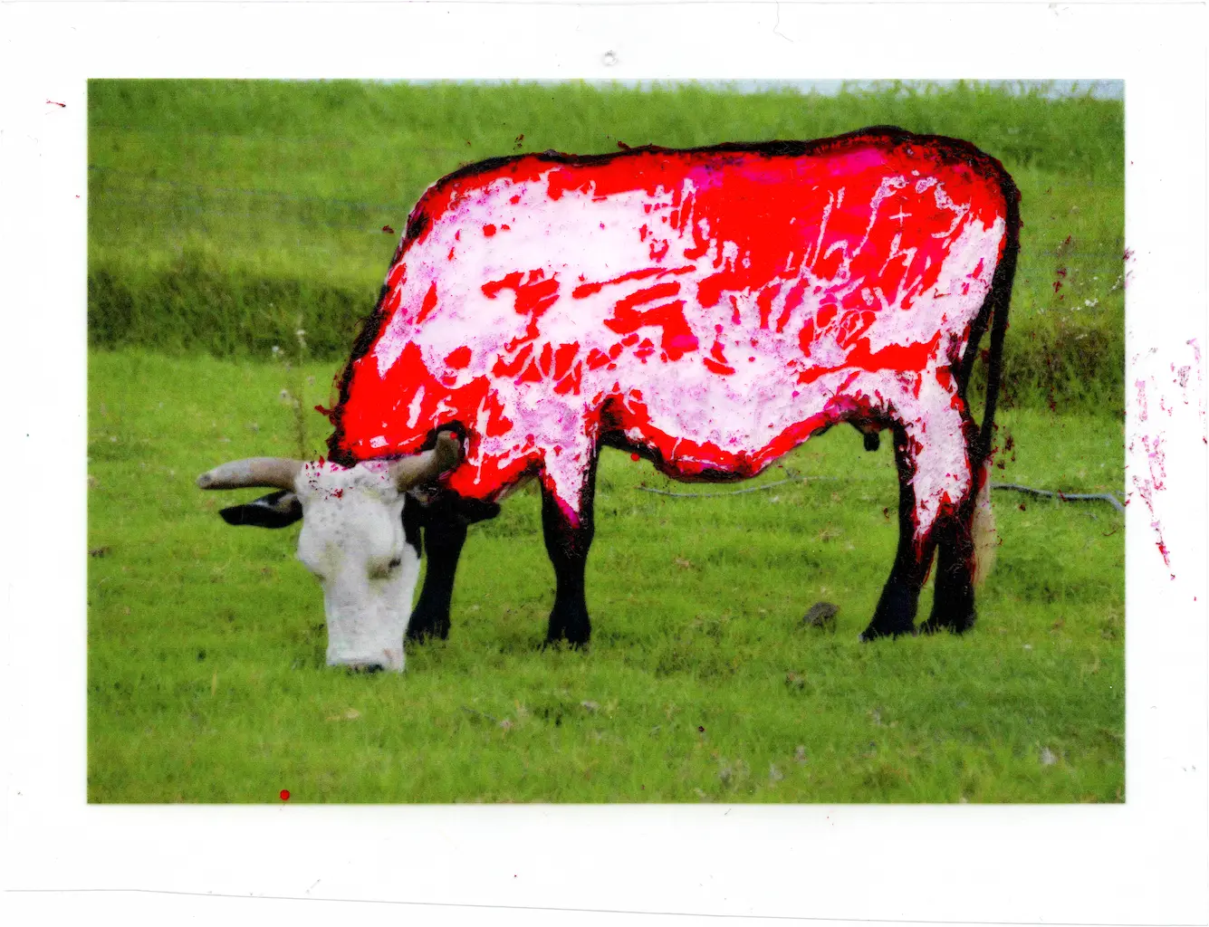 An image of a grazing cow printed on acetate has been viciously attacked with the sharp flat nib of a calligraphic pen. The red ink from the pen has replaced most of the cow’s hide, and the violent abrasion of the metallic “weapon” has left scars and tears in the bloody mess.