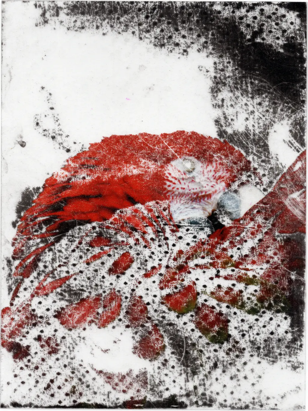 An image of a red parrot against a dark background has been submerged in disinfectant. The paper towels used to dry the print have corroded away the image leaving a dotted grunge texture.