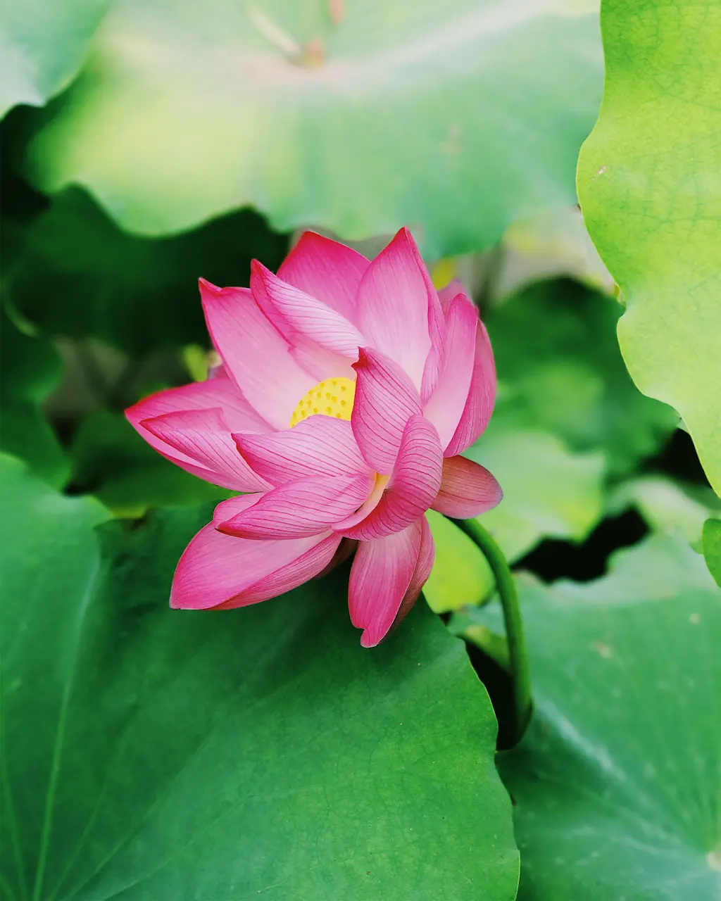 Stock image of flowers used as a backdrop for Hedera to grow around.